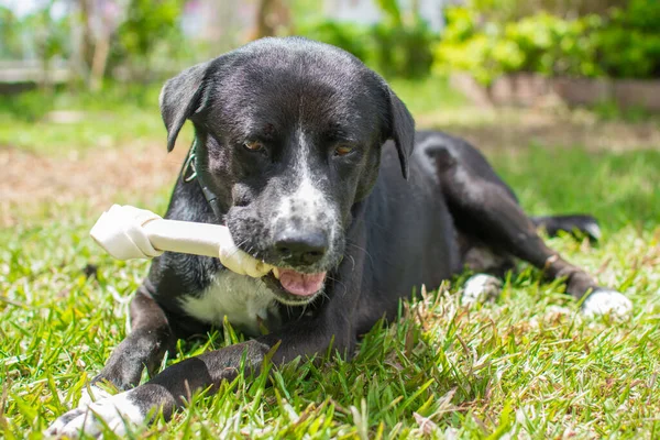 Dog Eat Bone Meadow Bone Made Dried Cow Leather — Stockfoto