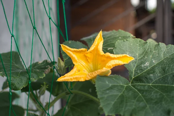 Flower Wax Gourd Vegetable Garden — 스톡 사진