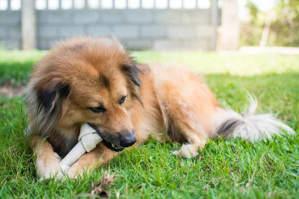 dog eat bone on meadow.  bone made from dried cow leather