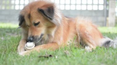 Köpek çayırda kemik yiyor. Kurumuş inek derisinden yapılmış kemik. 