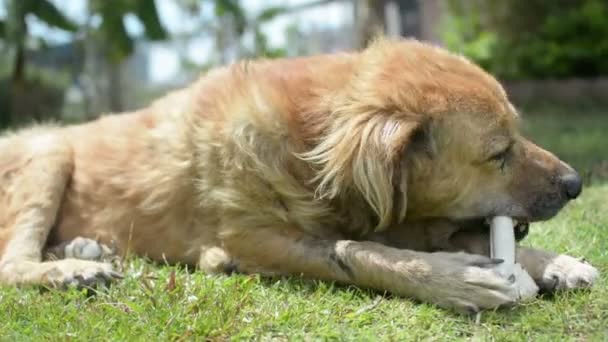 Dog Eat Bone Meadow Bone Made Dried Cow Leather — Stok video