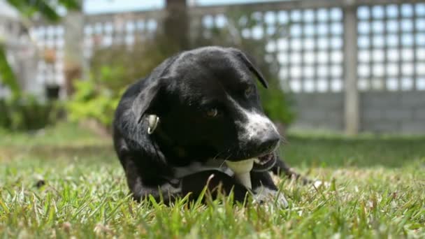 Dog Eat Bone Meadow Bone Made Dried Cow Leather — Vídeo de stock