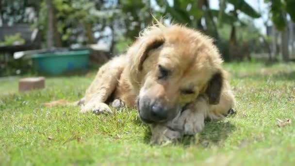 Köpek Çayırda Kemik Yiyor Kurumuş Inek Derisinden Yapılmış Kemik — Stok video
