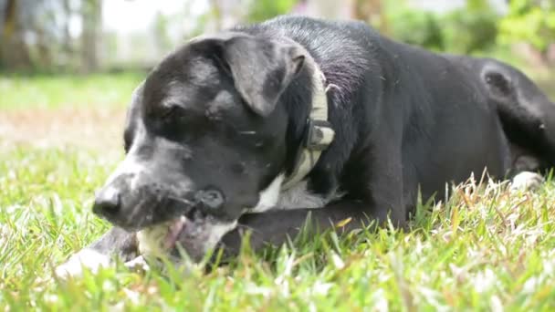 Kutya Csontot Eszik Réten Szárított Tehénbőrből Készült Csont — Stock videók