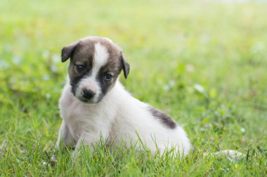 Tayland köpeği çimlerin üzerinde oturuyor.