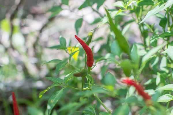 Bahçede Yetişen Kırmızı Biber — Stok fotoğraf