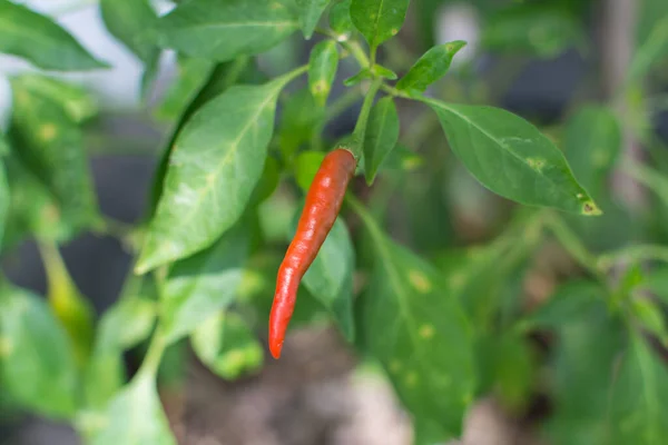 Piment Rouge Poussant Dans Jardin — Photo