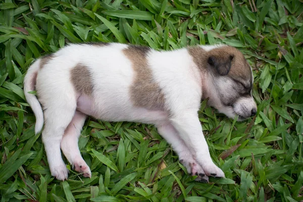 Filhote Cachorro Tailandês Dormindo Grama — Fotografia de Stock