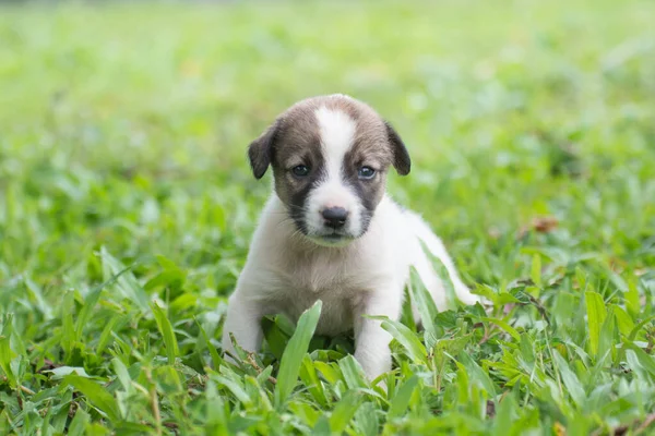 Cachorro Tailandês Sentado Grama — Fotografia de Stock