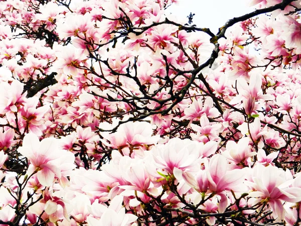 Large spring flower magnolia — Stock Photo, Image