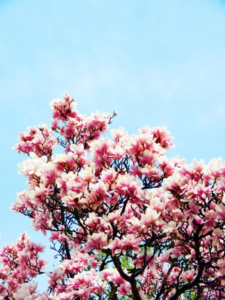 Grande fiore primaverile magnolia — Foto Stock