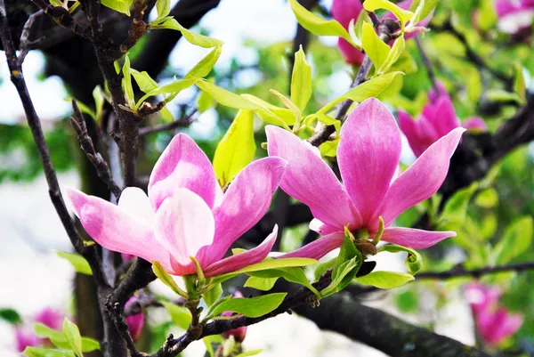 Consommé fleur de magnolia rose — Photo