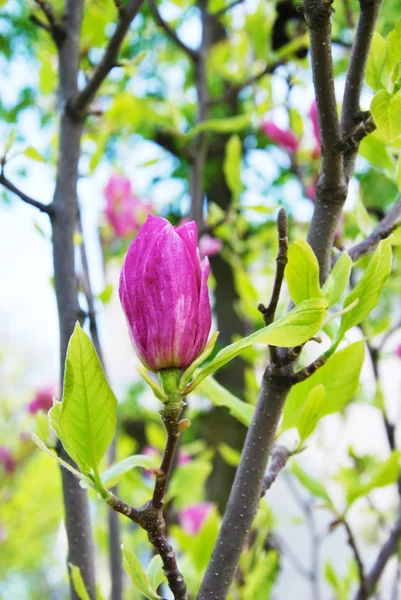 Rosa Magnolienknospe unübertroffen — Stockfoto