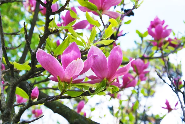 Vollendete Blüte der rosa Magnolie — Stockfoto