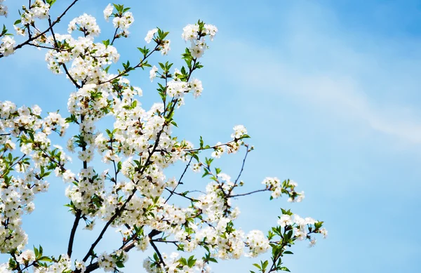 Fiori primaverili — Foto Stock