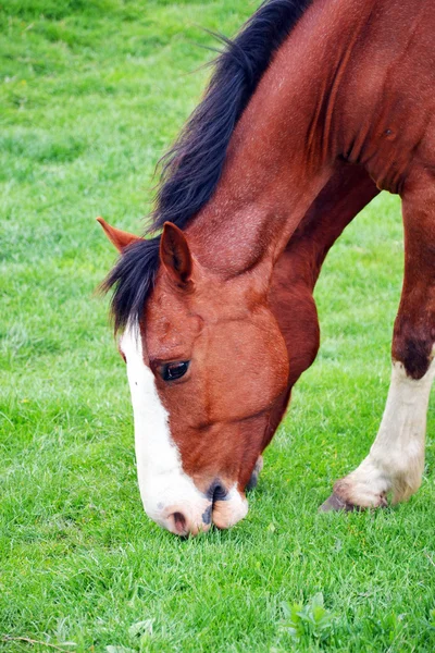 Two brown horses grazing in the meadow — Stock Photo, Image