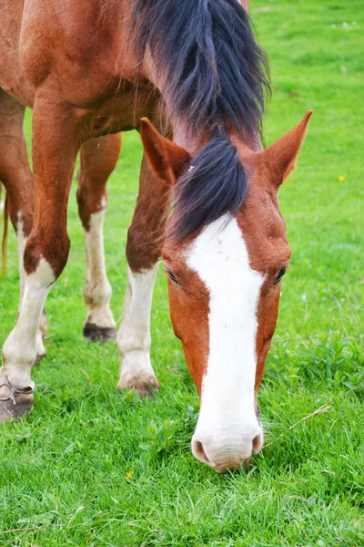 Two brown horses grazing in the meadow — Stock Photo, Image