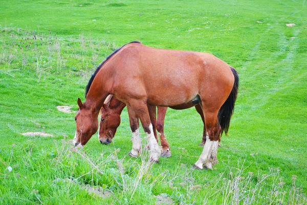Dwa konie brązowe, pasące się na łące — Zdjęcie stockowe