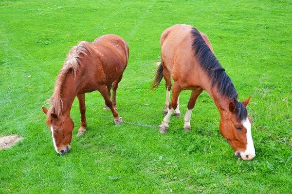 Dwa konie brązowe, pasące się na łące — Zdjęcie stockowe