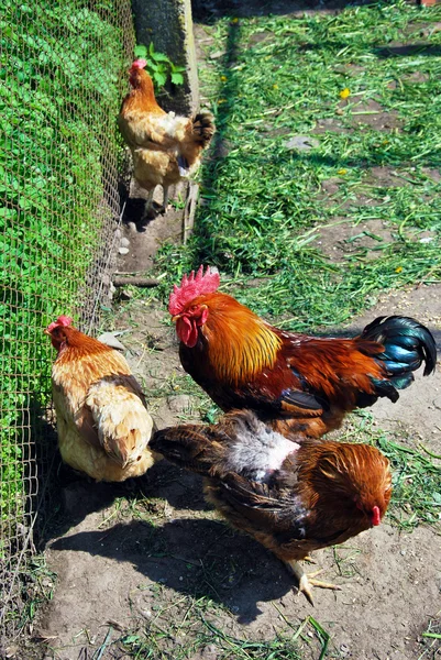 Gallinero Fotos de stock libres de derechos