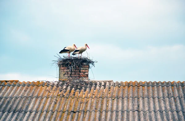 Dos cigüeñas en el nido en la parte superior del techo Imágenes de stock libres de derechos