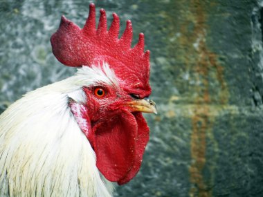 White rooster with red tufted clipart