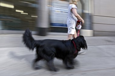 sokakta köpek yürüyüş