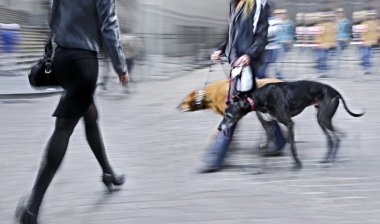 sokakta köpek yürüyüş