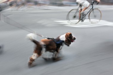 sokakta köpek yürüyüş