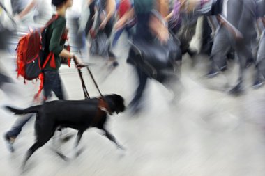 rehber köpek bilnd insanlara yardım
