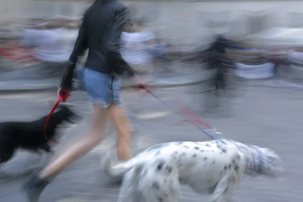 Caminhando o cão na rua — Fotografia de Stock