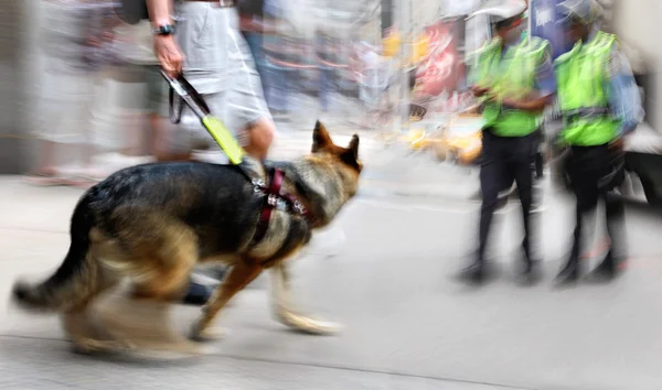 Guide dog is helping bilnd people — Stock Photo, Image