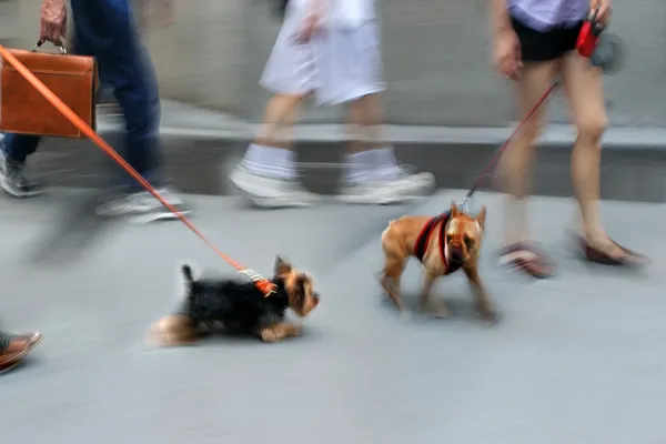 Promenade du chien dans la rue — Photo