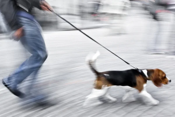 Sokakta köpek yürüyüş — Stok fotoğraf