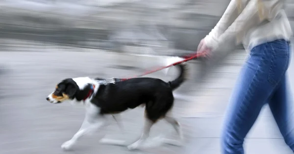 Guide dog is helping bilnd people — Stock Photo, Image