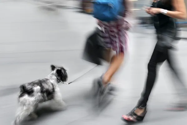 Paseando al perro por la calle — Foto de Stock