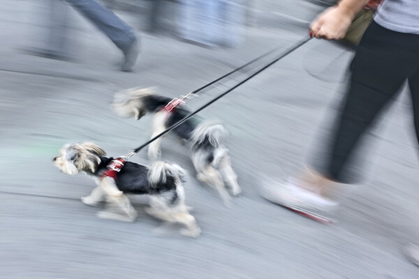 walking the dog on the street