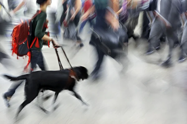 Guide dog is helping bilnd people — Stock Photo, Image