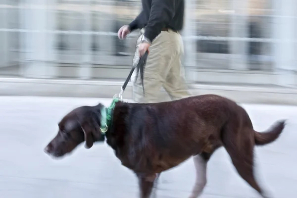 Βόλτα με το σκύλο στο δρόμο — Φωτογραφία Αρχείου