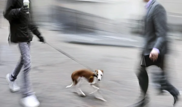 Paseando al perro por la calle — Foto de Stock