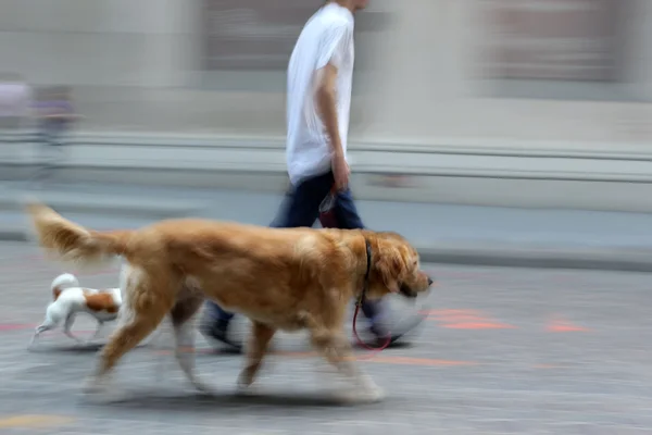 Paseando al perro por la calle —  Fotos de Stock