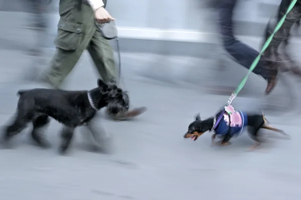 路上で犬の散歩 — ストック写真