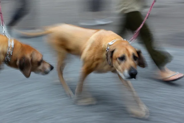 Gå ut med hunden på gatan — Stockfoto