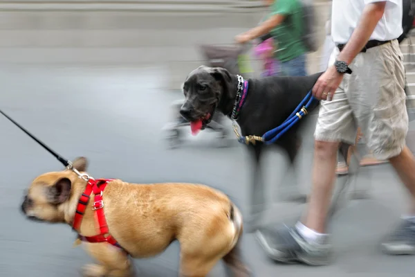 Paseando al perro por la calle —  Fotos de Stock