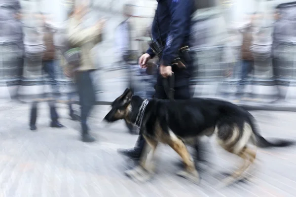 Polizist mit Hund — Stockfoto