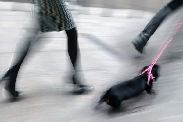 People walking with dog on the street