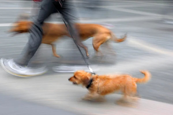 Menschen gehen mit Hund auf der Straße spazieren — Stockfoto