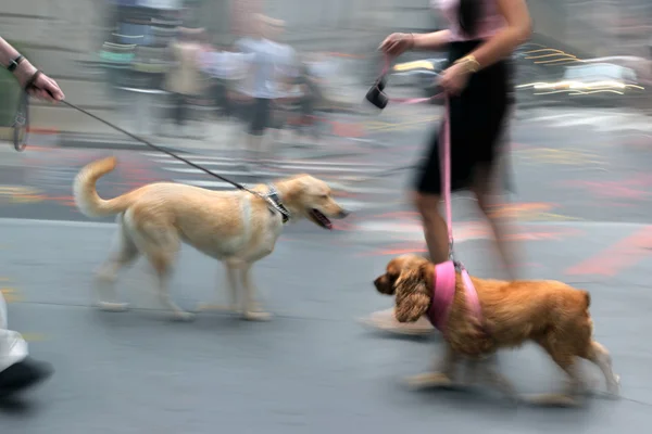 Människor går med hund på gatan — Stockfoto