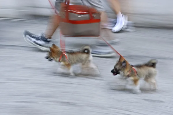 Gente paseando con el perro en la calle — Foto de Stock