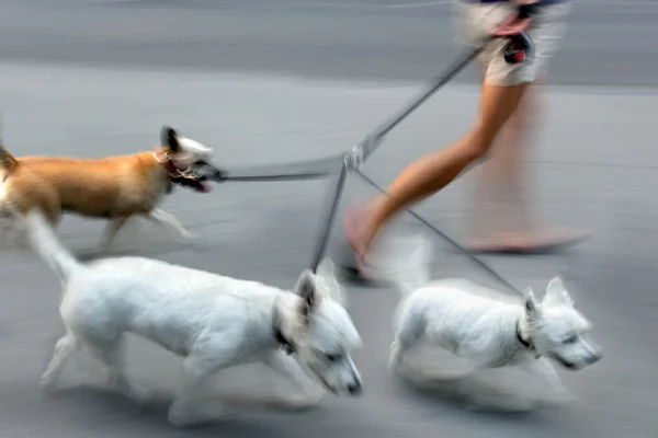 Insanlar köpek ile sokakta yürürken — Stok fotoğraf